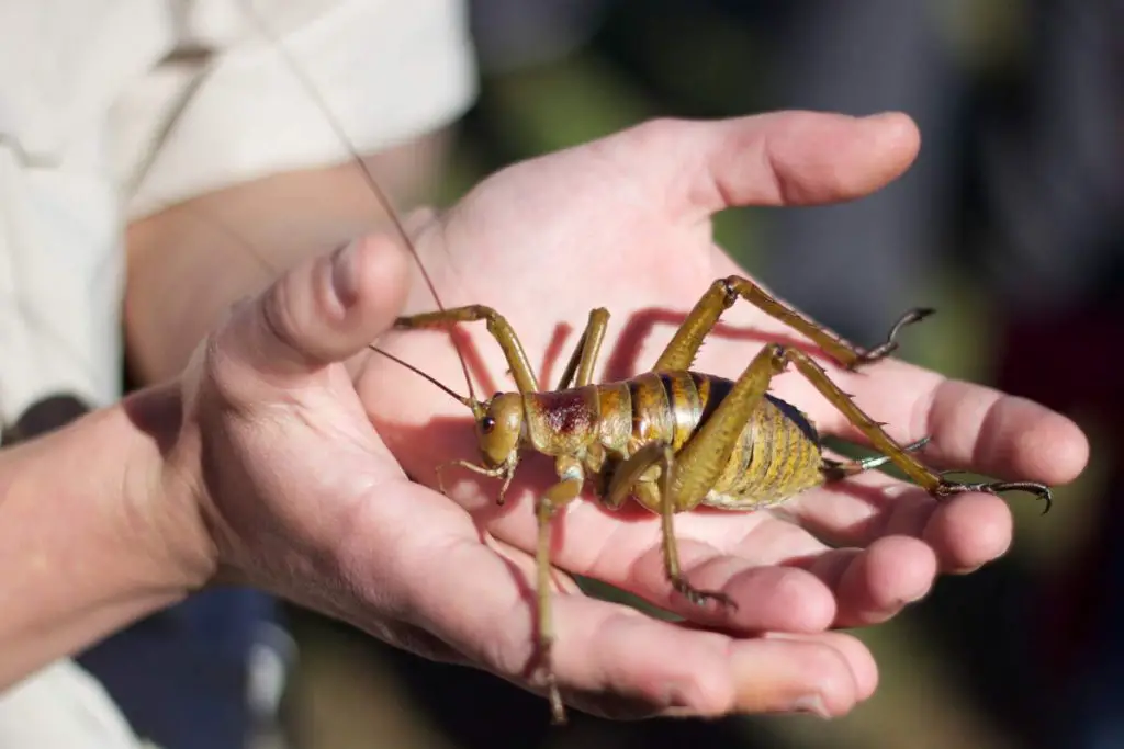 Giant Weta: the heaviest insect on Earth (and 10 amazing facts) - Our ...