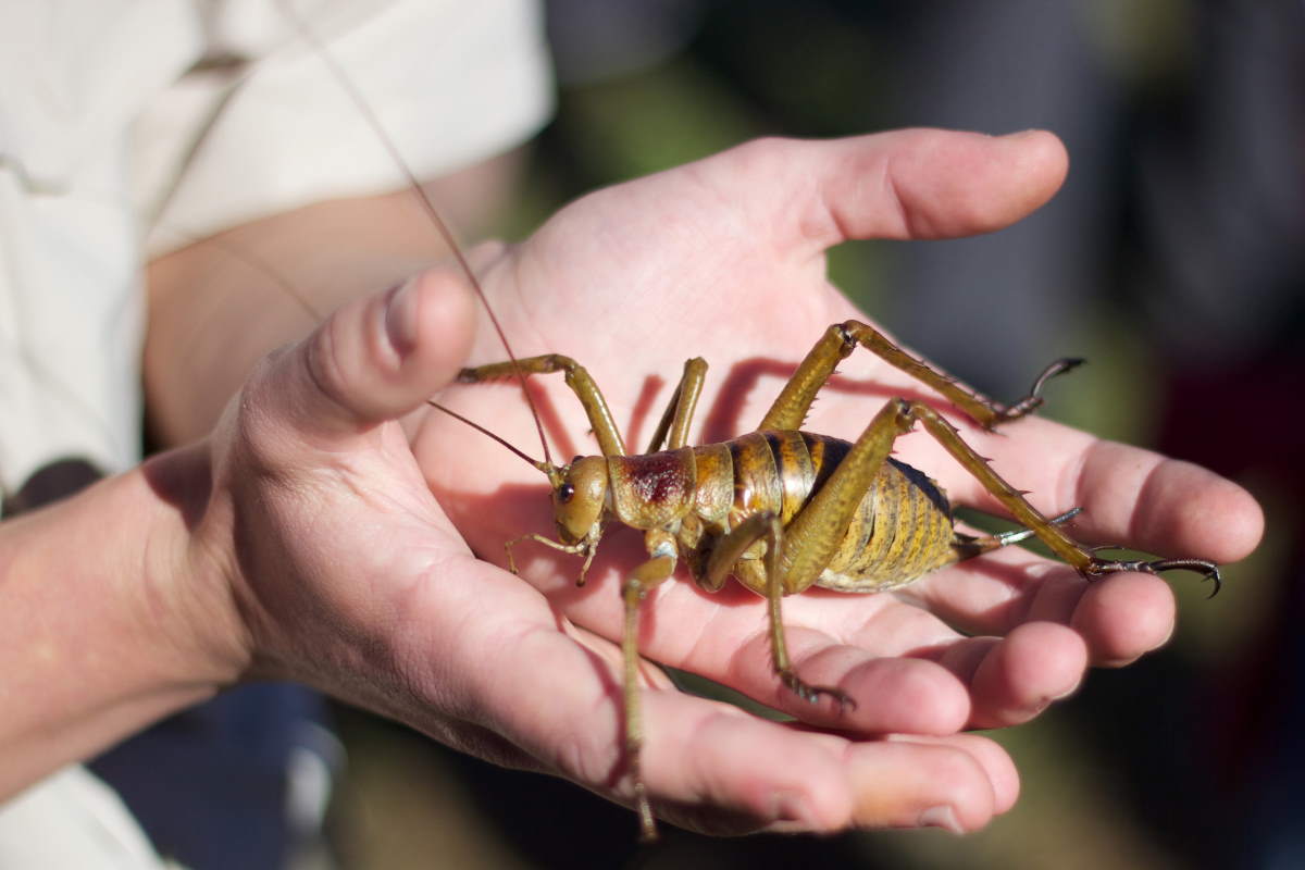 Giant Weta the heaviest insect on Earth (and 10 amazing facts) Our