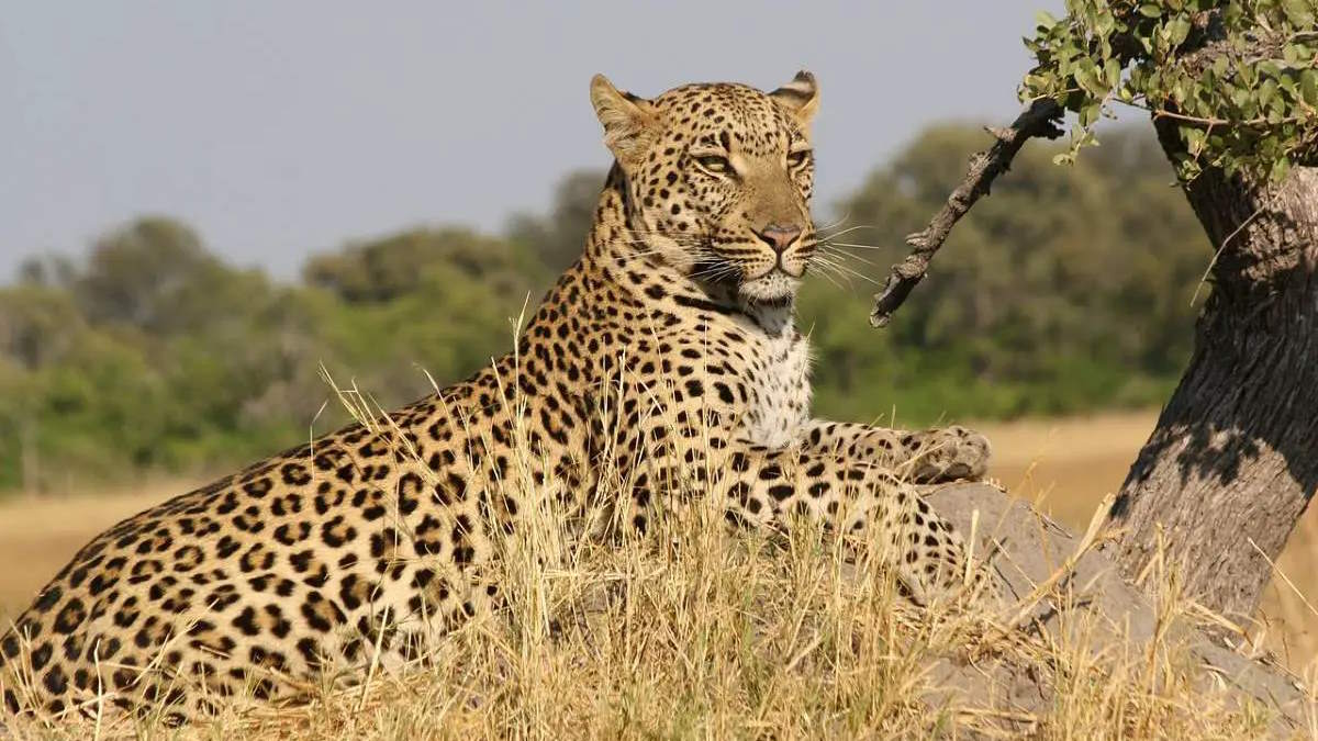 African Leopard