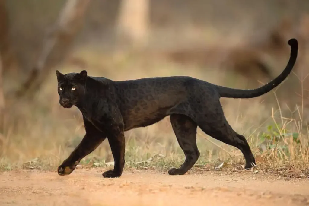 Leopard facts: Black Leopard