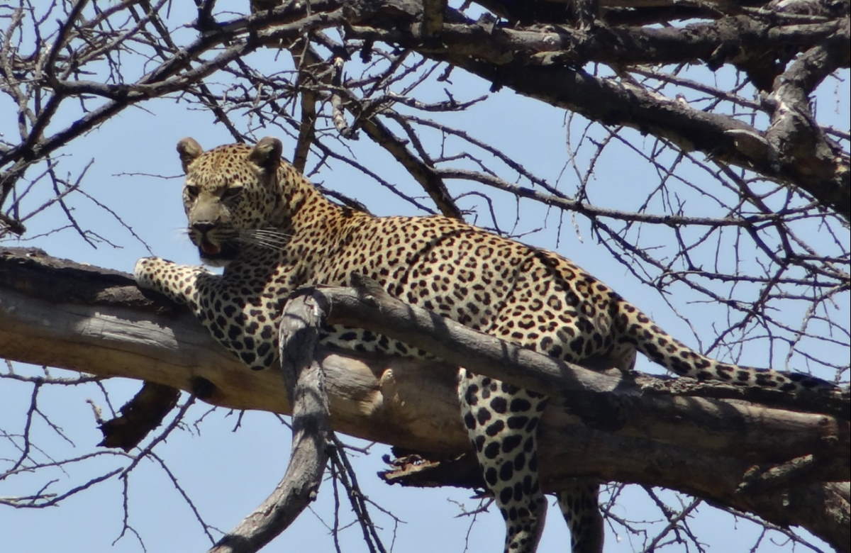 Top 22 most powerful bite forces in carnivore land mammals - Our Planet