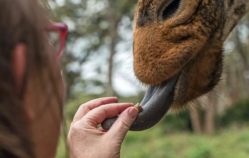 Explanations About Our Senses -Feeding a giraffe