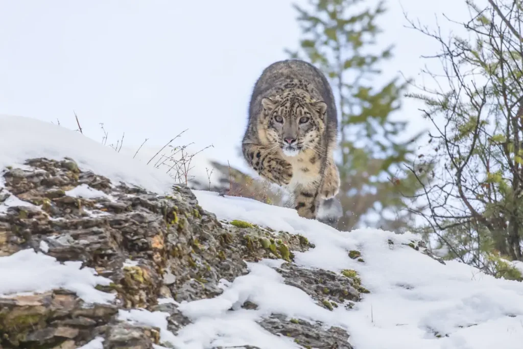 Snow leopard facts: Leaping snow leopard