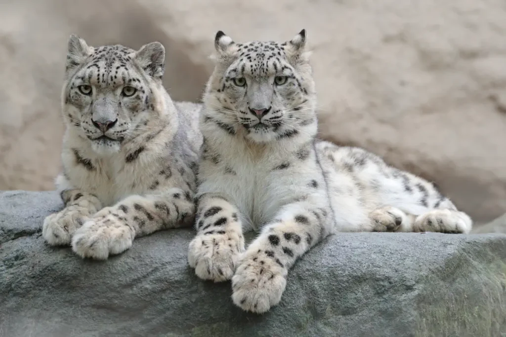 A pair of snow leopards