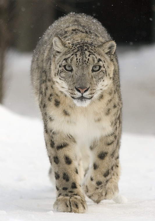 Snow leopard facts - A snow leopard walking in the snow