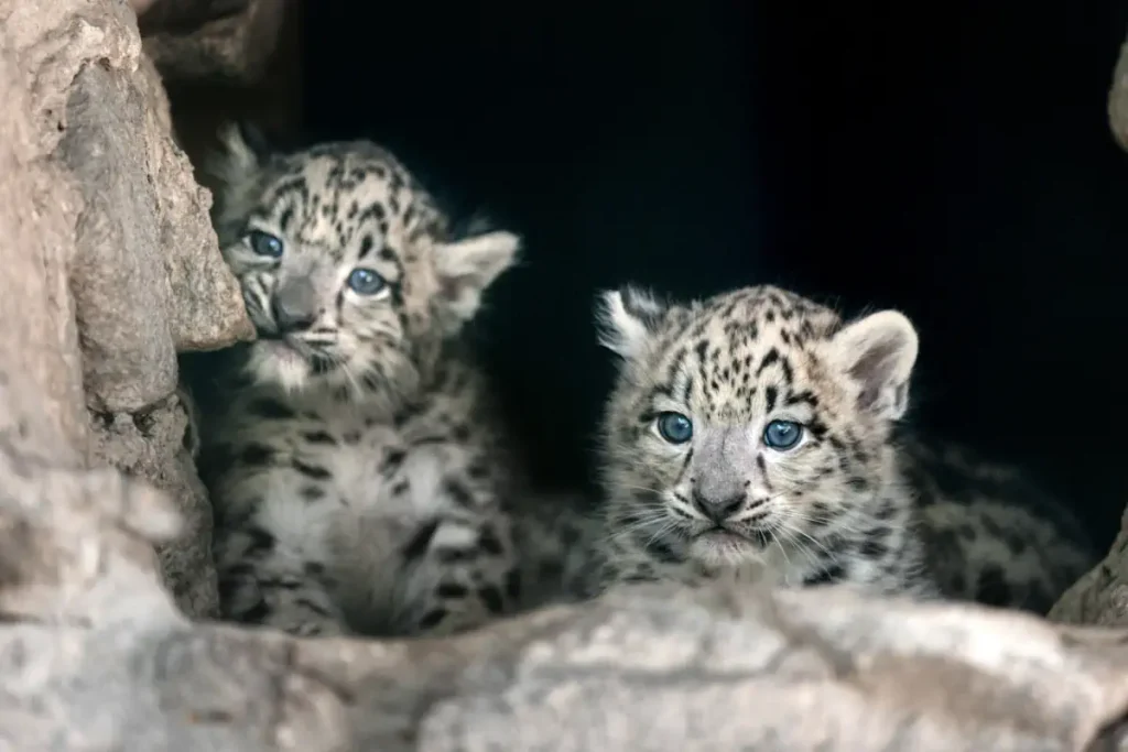 Two cute snow leopard cubs