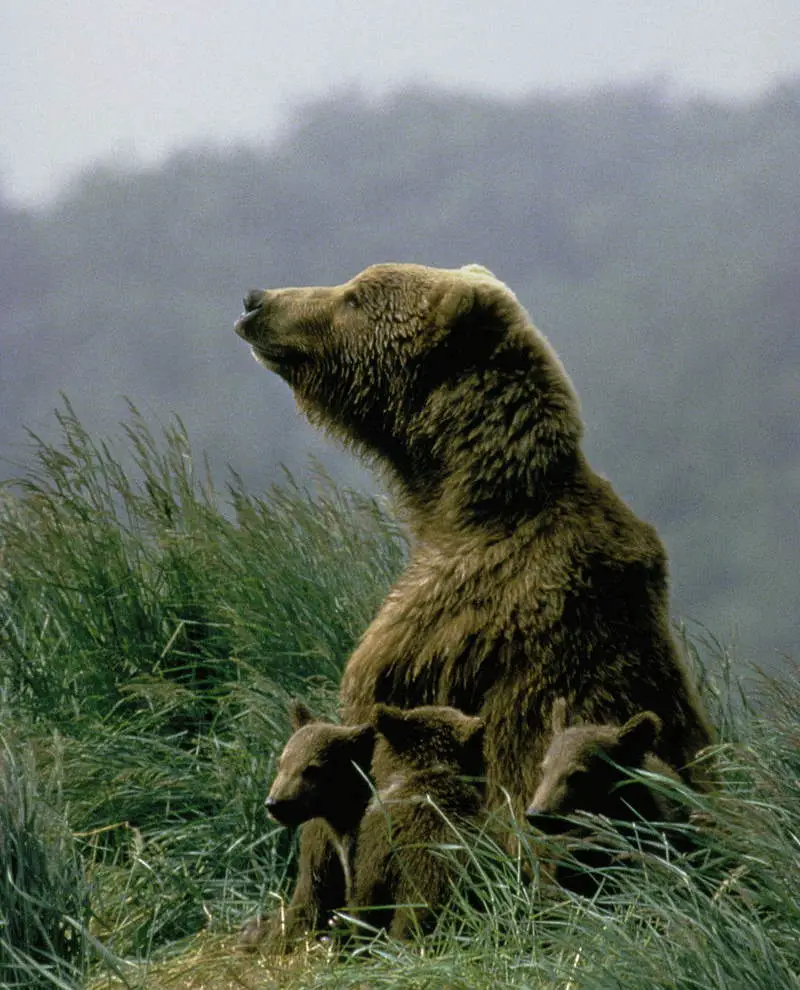 A mother Kodiak bear with her three cubs