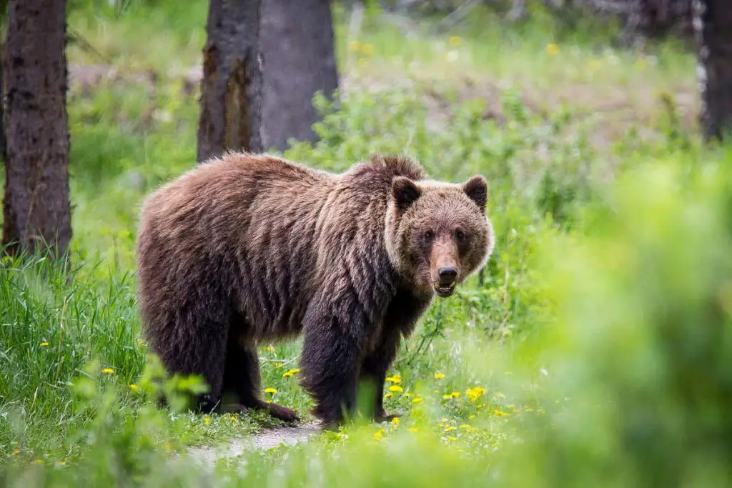 20-amazing-grizzly-bear-facts-our-planet