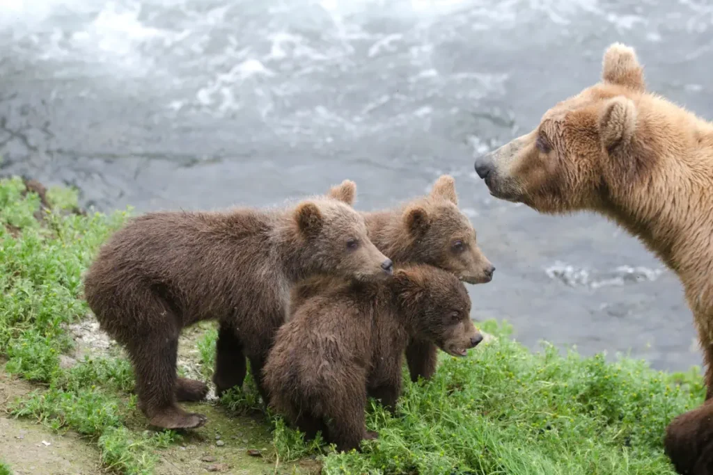 A mother grizzly bear and her three cubs