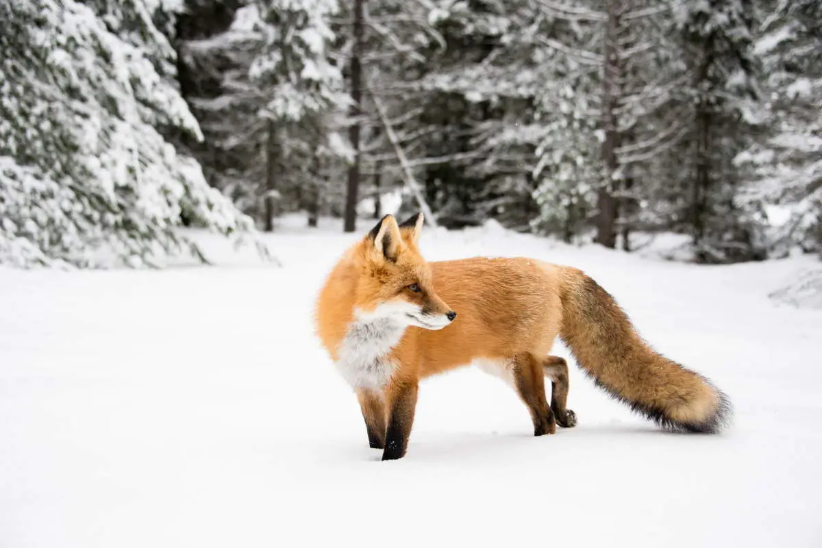 20-amazing-fox-facts-our-planet