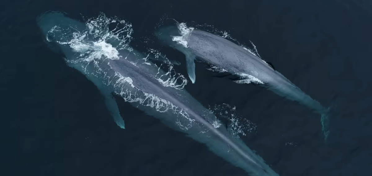 Blue Whale Drone Footage (screenshot)