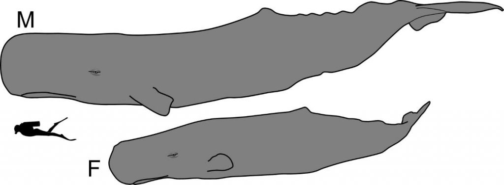 Sperm Whale Size Comparison