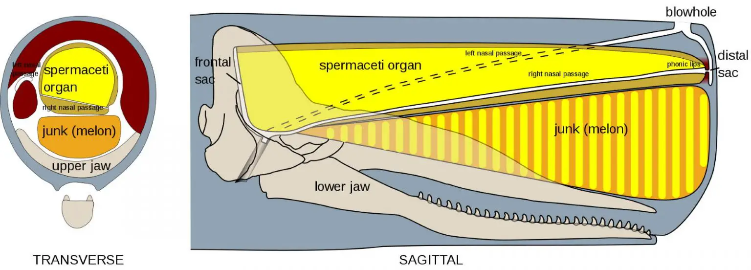 20 Amazing Sperm Whale Facts Our Planet