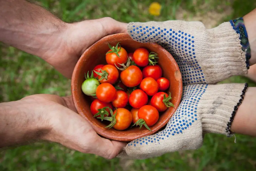Buying local food is not always better for the environment