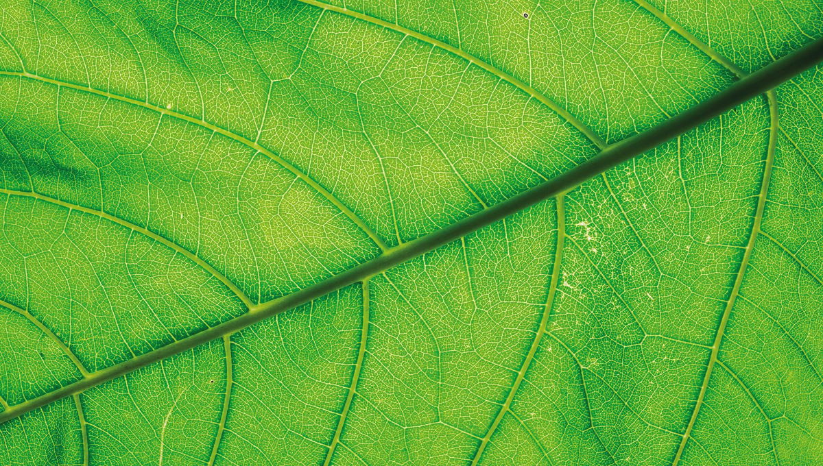 A leaf (details)