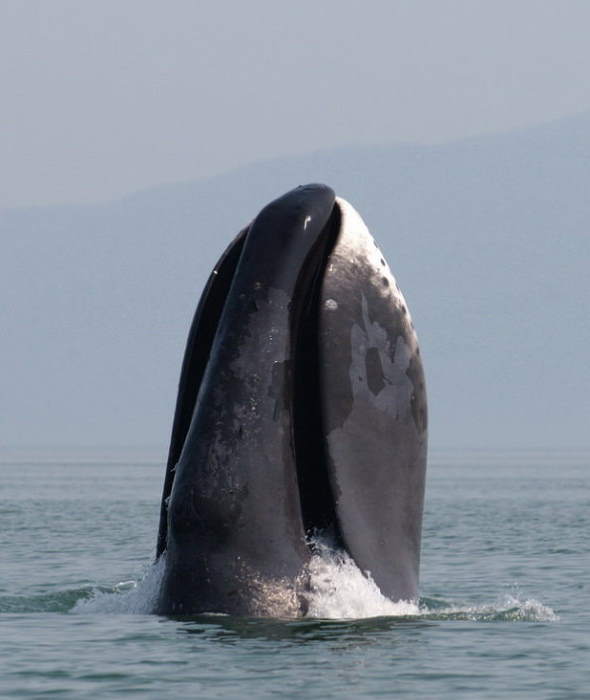 Longest-living animals: Bowhead Whale