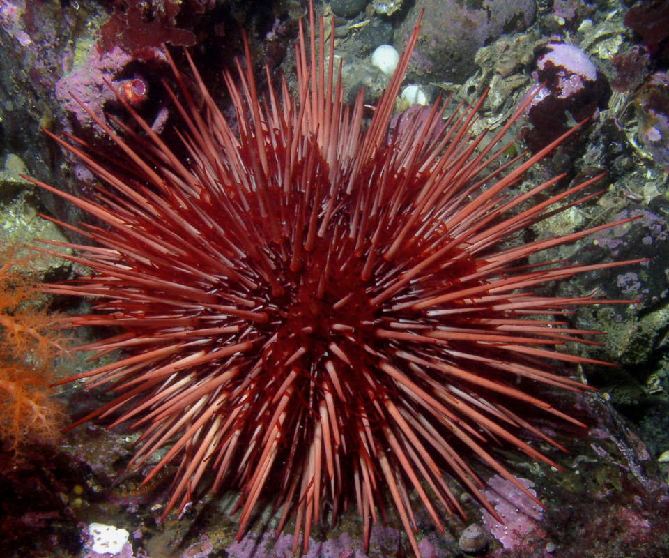 Longest-living animals: Red sea urchin