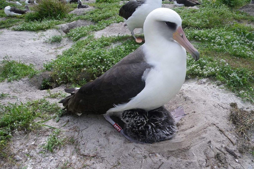Longest-living animals: Wisdom the Albatross in 2011