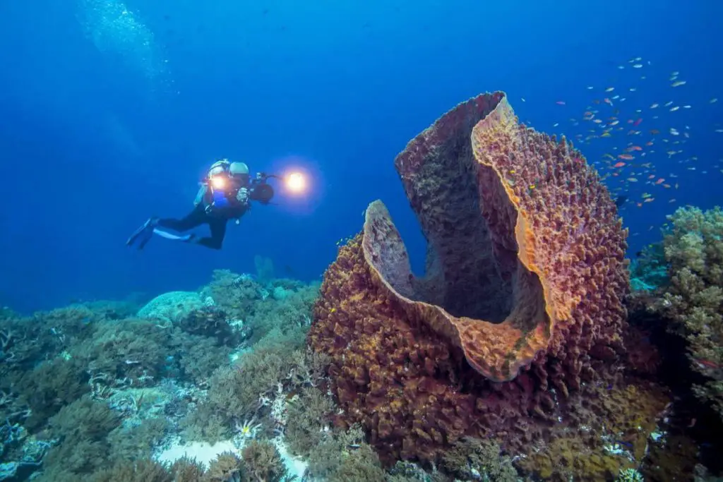 Longest-living animals: sponge