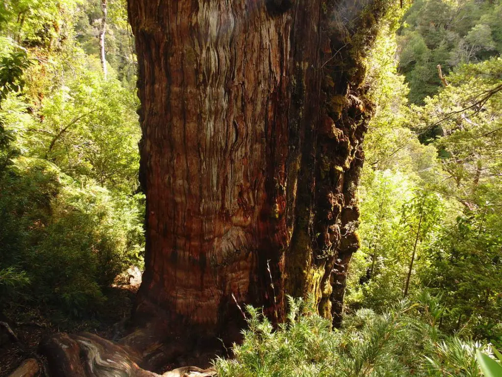 The oldest trees in the world: Gran Abuelo