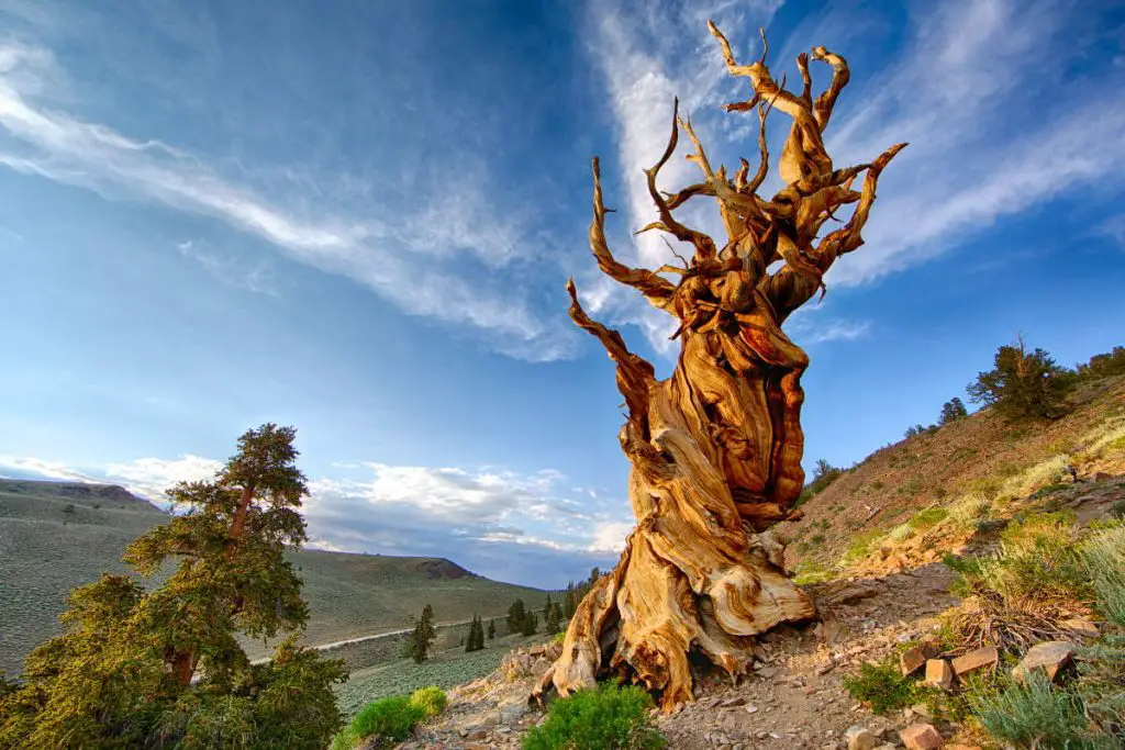 The oldest trees in the world: Methuselah