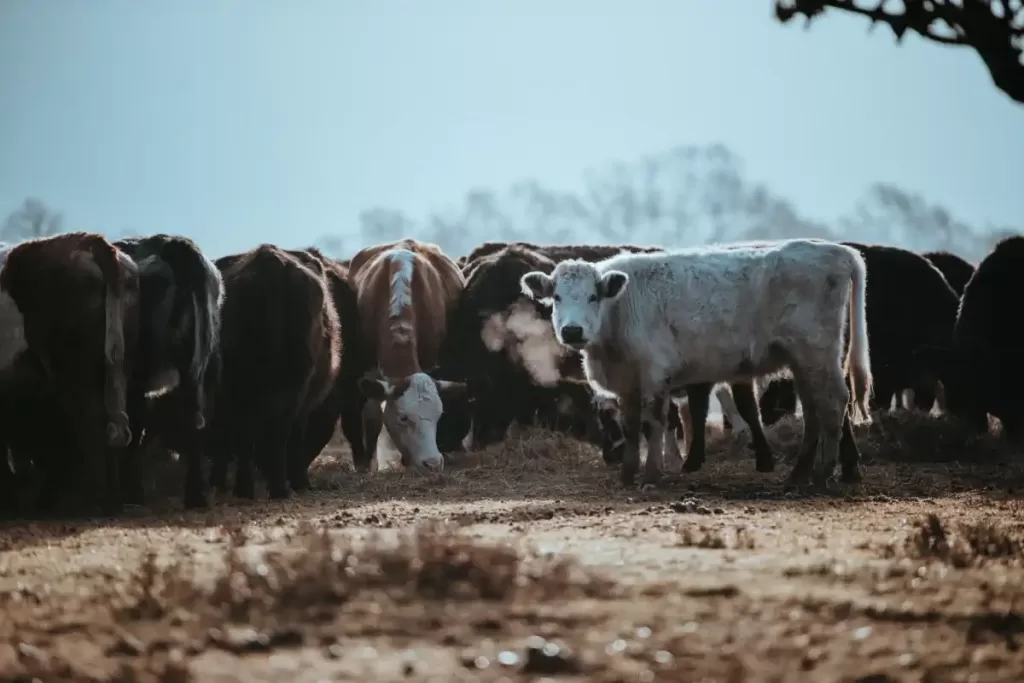 Llivestock