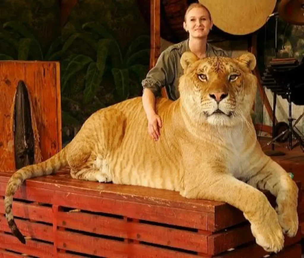 Hercules the Liger at Miami's Jungle Island