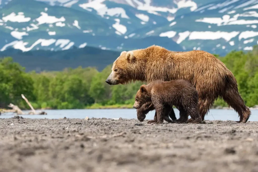 A Kamchatka Brown bear with her cub