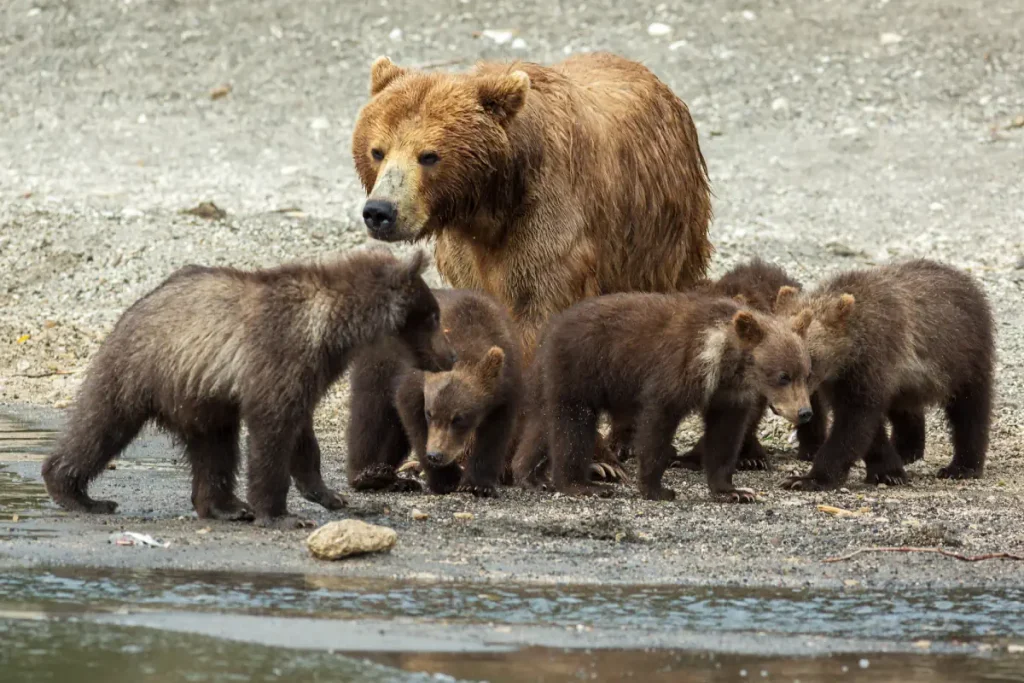 A Kamchatka Brown Bear with cubs