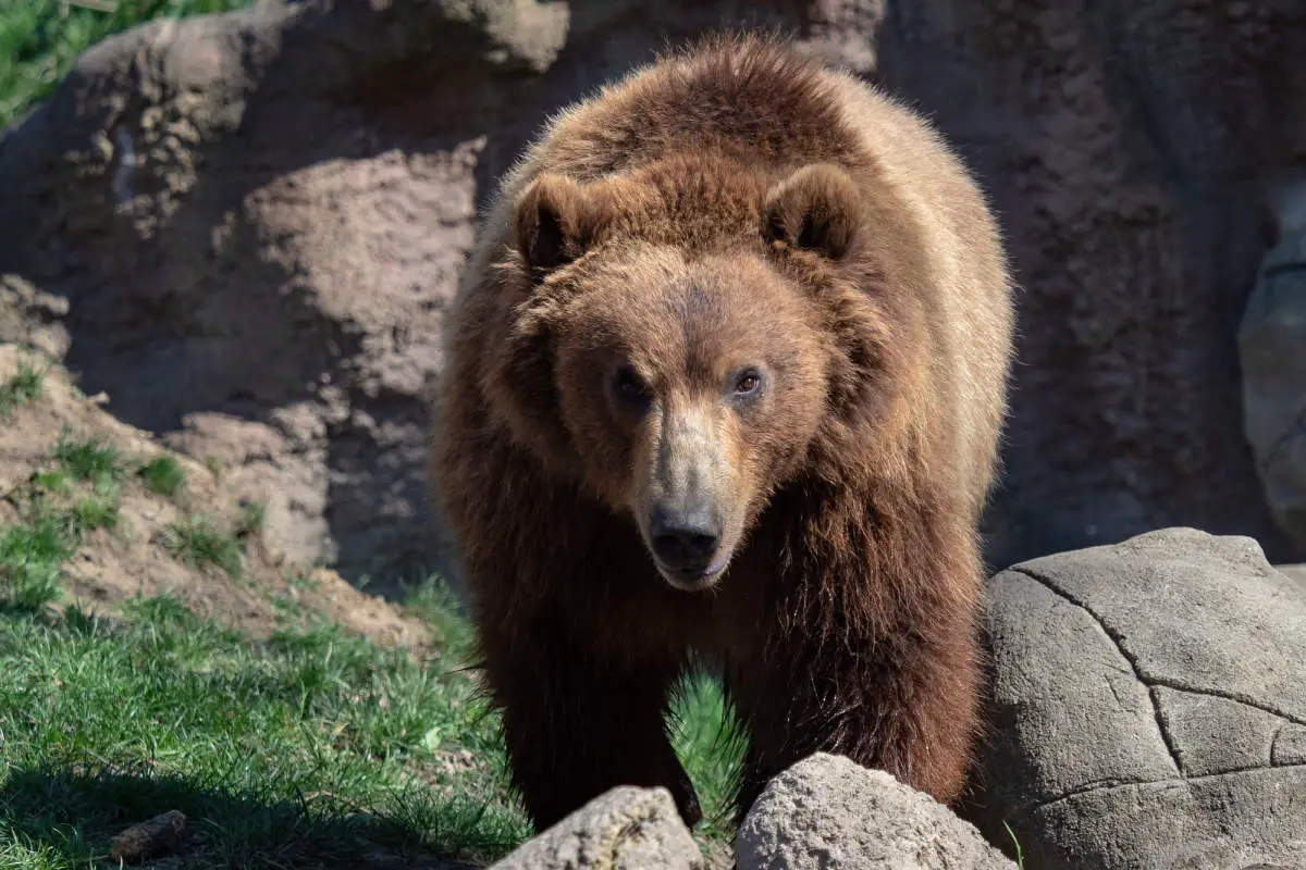 10 Amazing Kamchatka Brown Bear Facts Our Planet