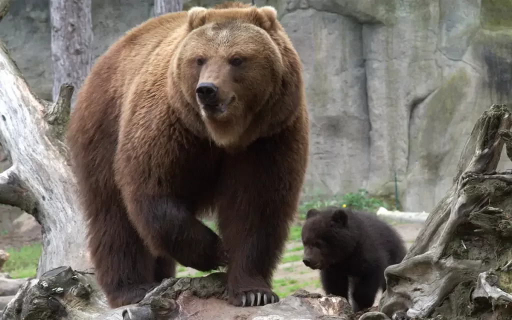 A captive Kamchatka brown bear with her cub