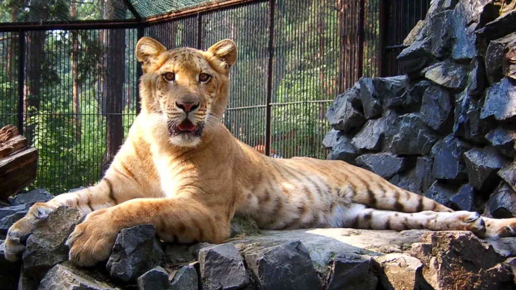 A young liger at Novosibirsk Zoo