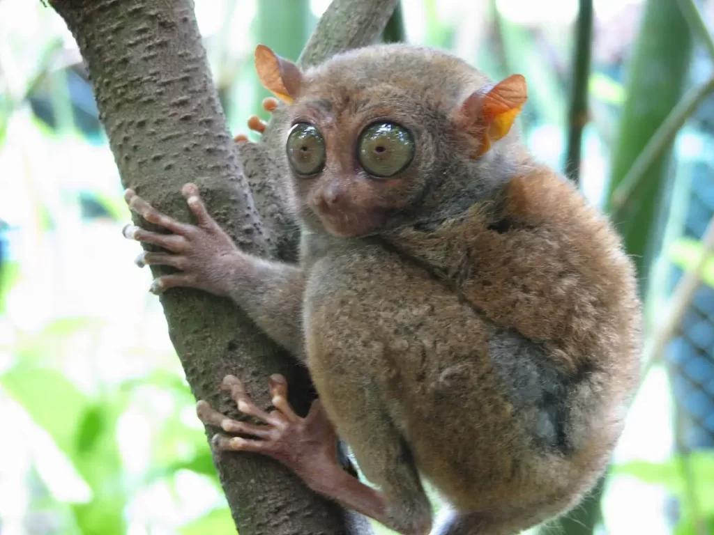 Philippine Tarsier