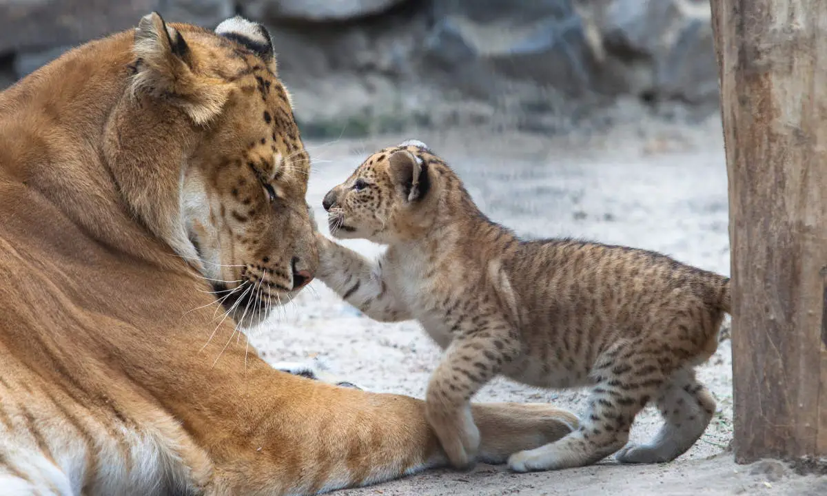 Small liger cub playing with his mother