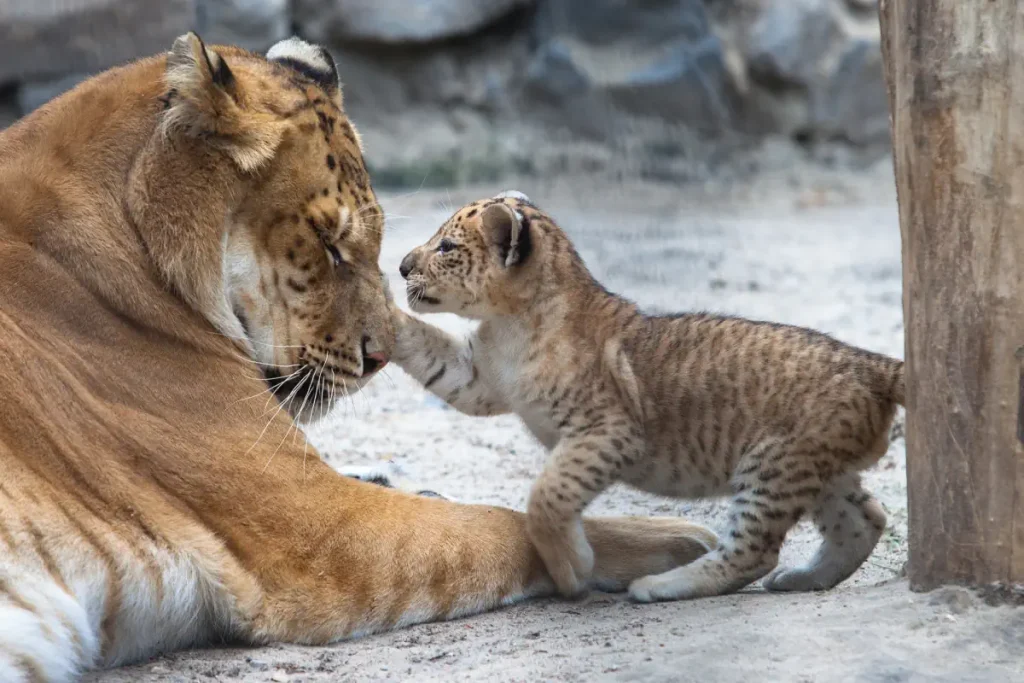 Liger and cub