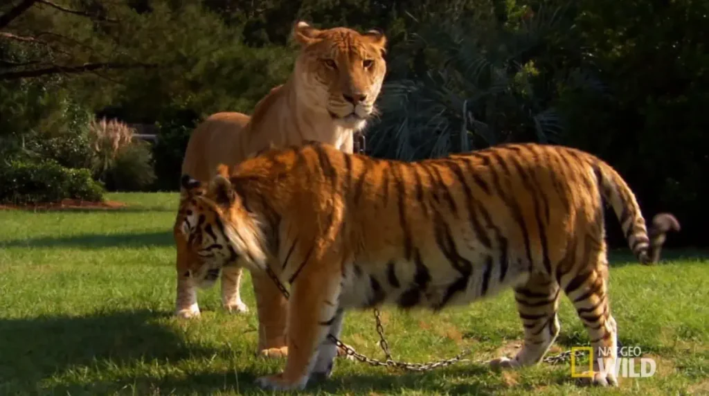 Liger facts: A liger near a full-grown Bengal tiger