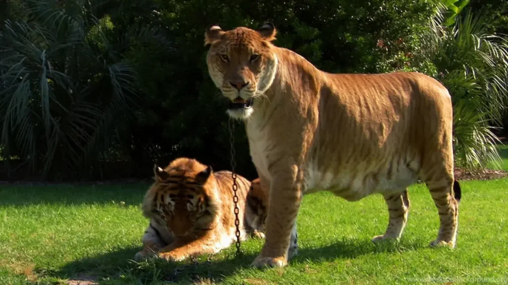 A liger and a Bengal tiger