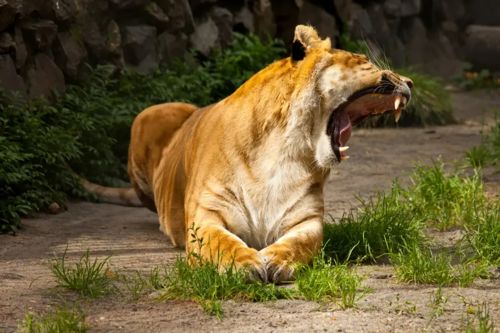 Liger yawning