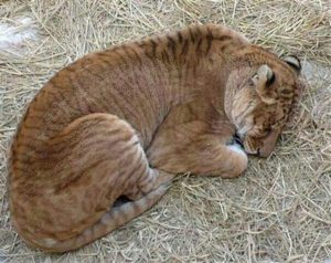 Liger: The Biggest Cat [20 Amazing Liger Facts] - Our Planet