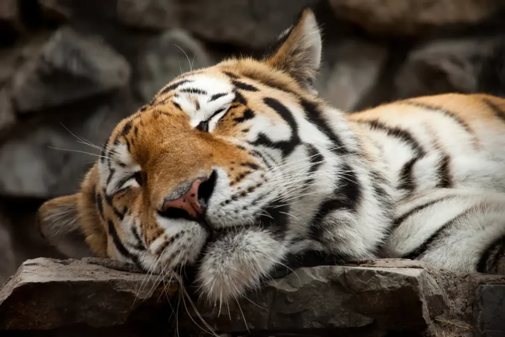 A sleeping tiger