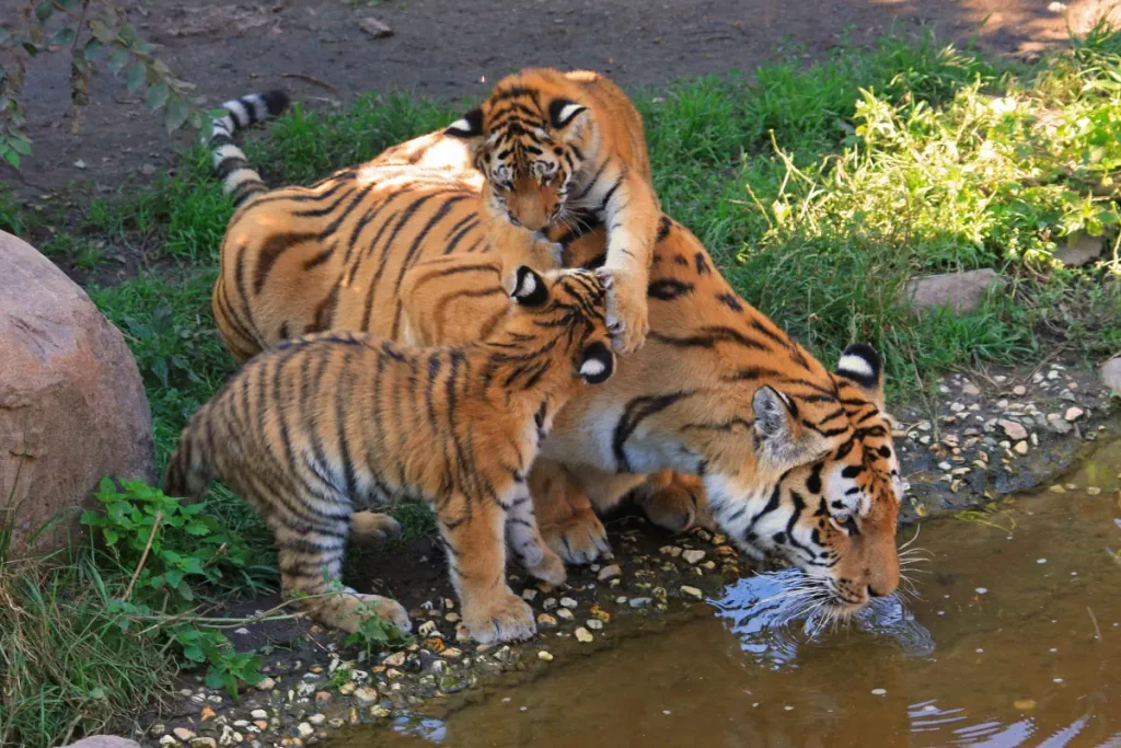 A tigress is drinking water while her two cubs playing with each other