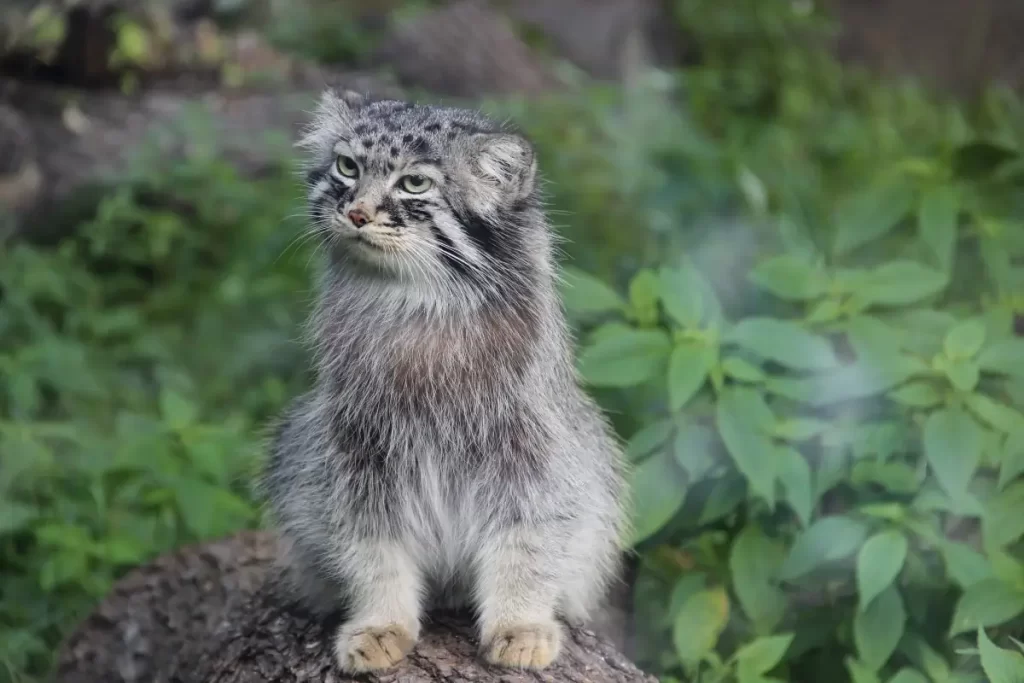 Pallas's cat