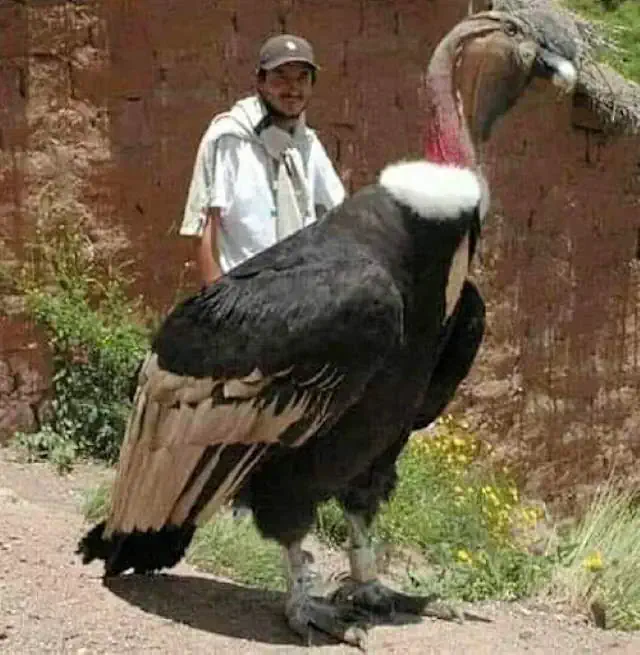 Giant condor