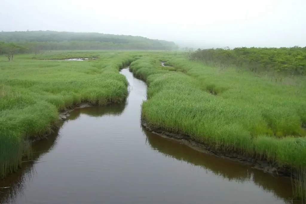 Nature-based negative emission solutions - Kiritappu peatland