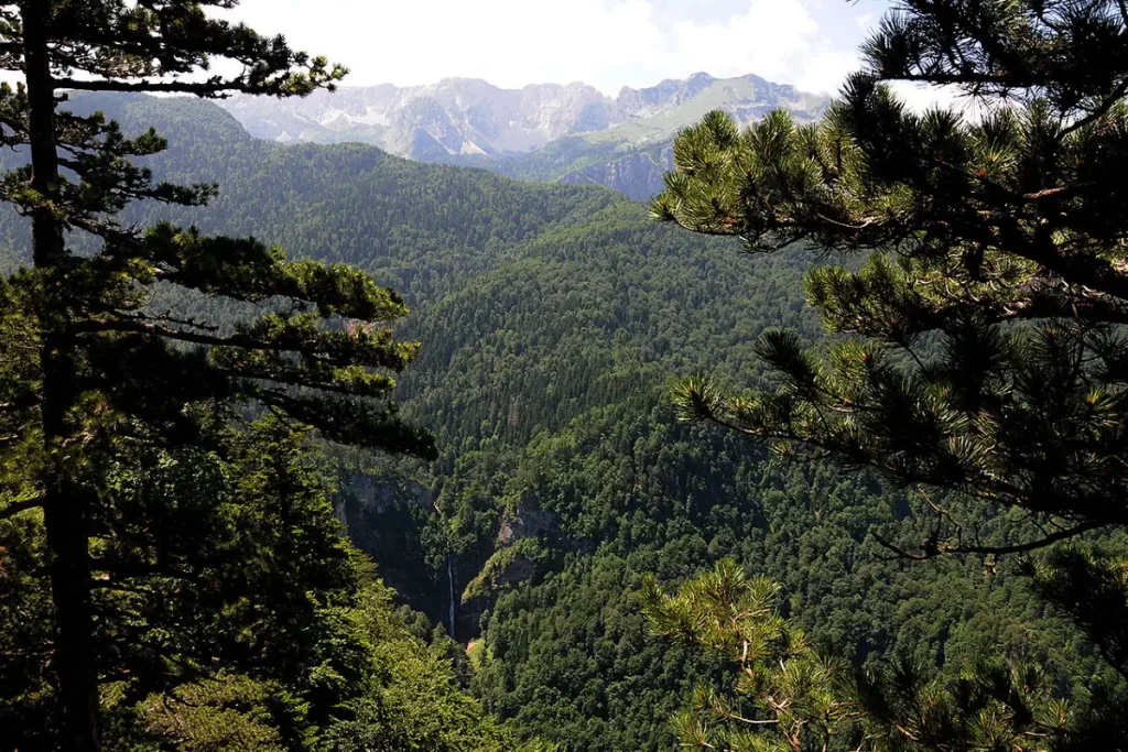 Perućica primeval forest