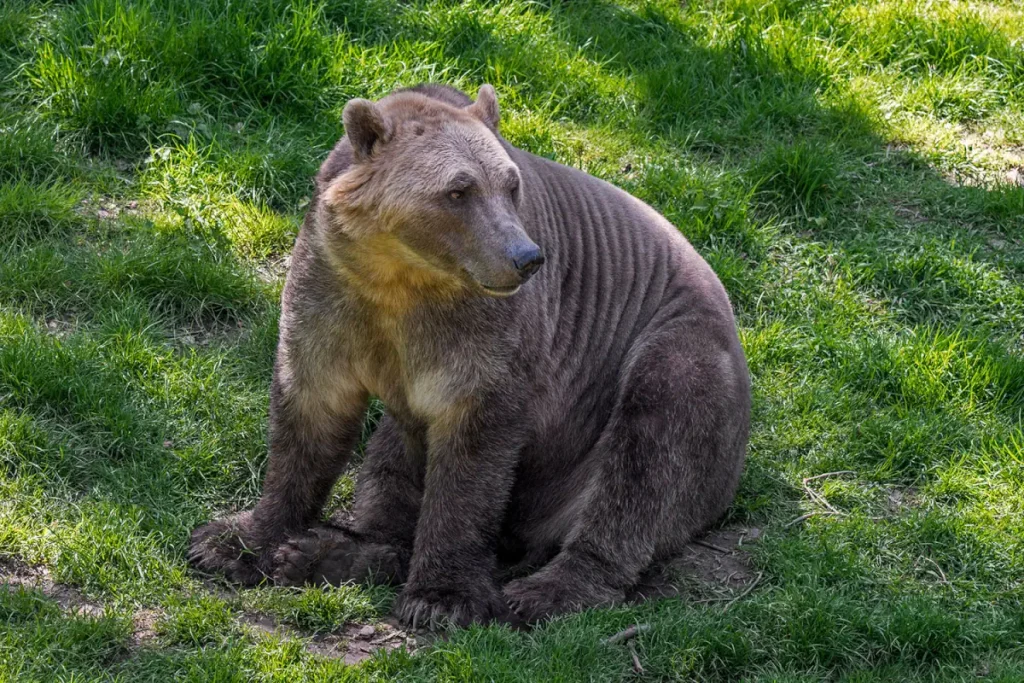 The pizzly bear, a hybrid of polar and grizzly bears, exhibits unique physical characteristics from both parent species.