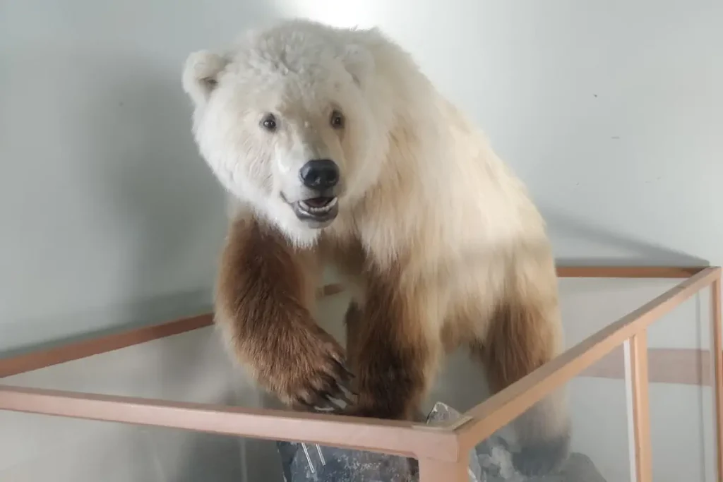 The Ulukhaktok bear, shot on April 8, 2010, by Inuvialuit hunter David Kuptana, was initially believed to be a polar bear. However, genetic testing revealed its mother was a grizzly-polar hybrid (a Pizzly Bear), while its father was a grizzly.