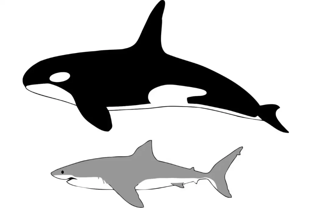 Great white shark facts: Orca great white shark size comparison