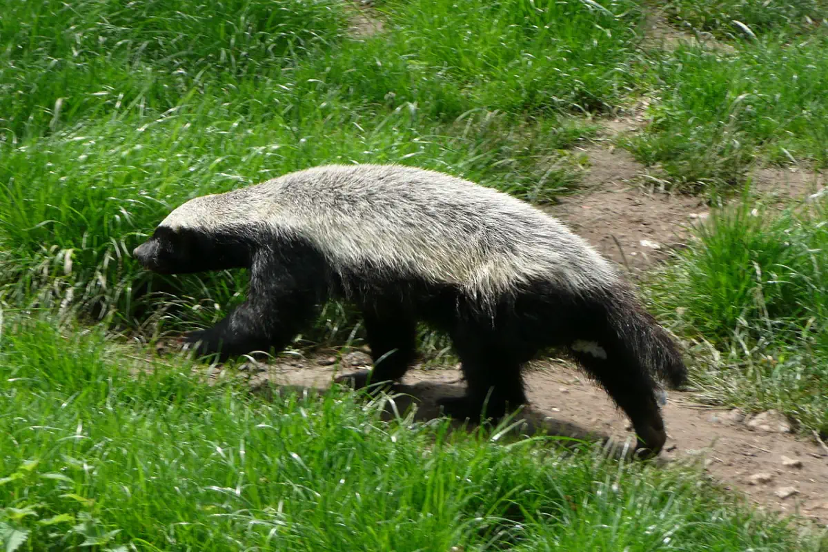 10 Amazing Honey Badger Facts - Our Planet