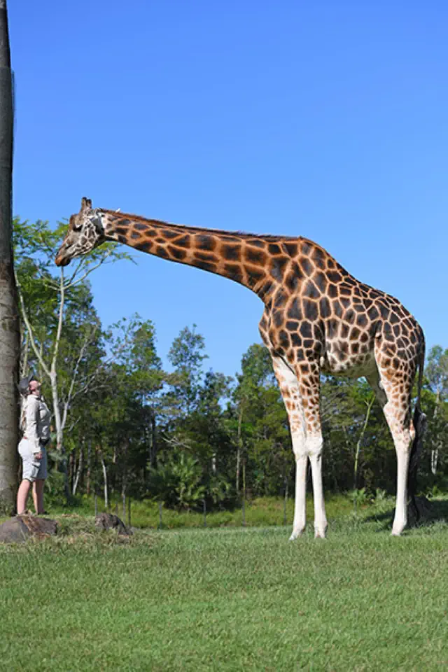 Giraffe facts: Forest, the tallest giraffe